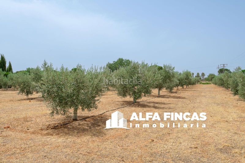 Foto a9c5e85e-cced-4d2b-8389-f8714d49e6f4. Xalet a 7 a Provencio (El)