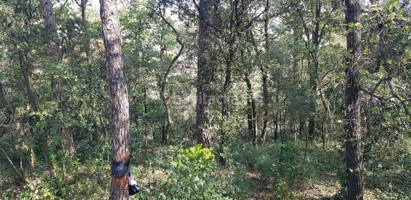 Foto aacdd69e-6628-4ac9-8c6c-d39fdf0210bd. Terrain résidentiel dans Riells i Viabrea