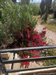 Country house  Son ferriol. Finca rúst. en venta en llevant  son ferriol, 8 dormitorios.