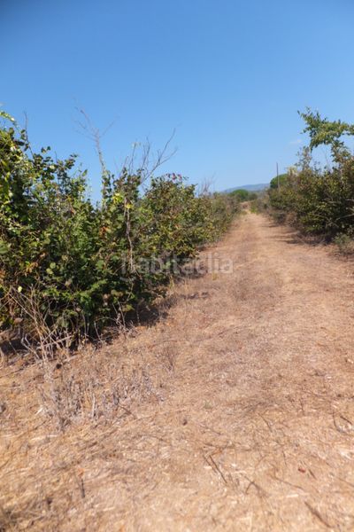 Foto 094efe08-65e5-4d1b-8bd9-47ae76a90eb5. Finca rústica a Riudoms