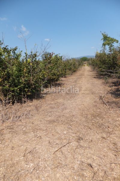 Foto cfb3a4de-e932-462e-a88e-e991e48dc0f3. Finca rústica a Riudoms