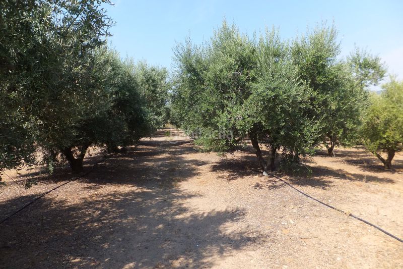 Foto 4d017c0d-b6f3-4623-8371-9070b8fb8ed4. Finca rústica a Riudoms