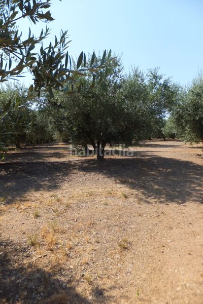 Foto 60e7e106-edcd-47fc-b5c7-4668131ae3cf. Finca rústica a Riudoms