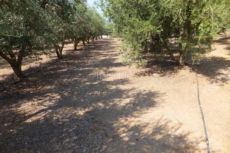 Foto 751d0c77-b3ab-48e7-b56f-a96bff39bdf3. Finca rústica a Riudoms
