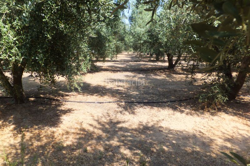 Foto 7da228a8-9549-4c08-aa2c-05fafd0f8b73. Finca rústica a Riudoms