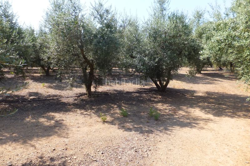 Foto 978ba25e-e7f1-45fd-b970-9eff62e6d545. Finca rústica a Riudoms