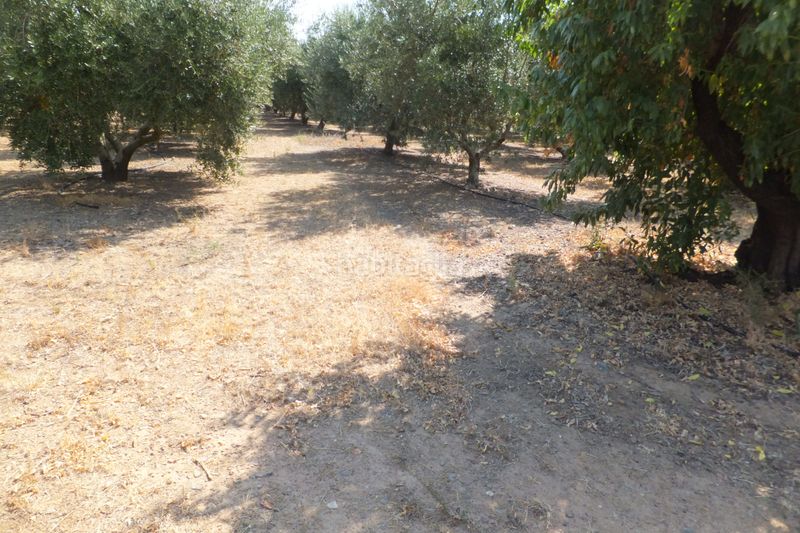 Foto c4cd9b0f-3f27-427b-ab50-d27a9ff7d10b. Finca rústica a Riudoms