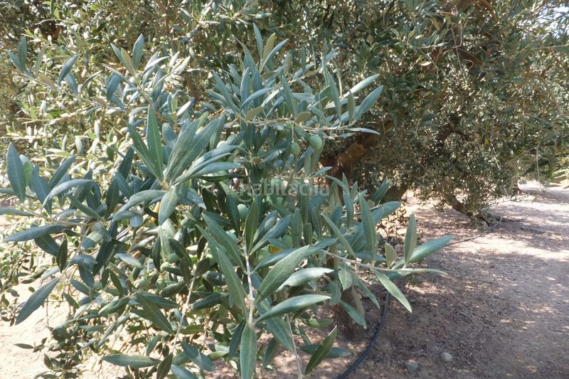 Foto d02e5219-bda5-4527-9e9c-fbaff49368de. Finca rústica a Riudoms