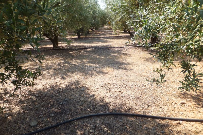 Foto df582b4b-f762-4f8e-a01d-ada395fe7877. Finca rústica a Riudoms