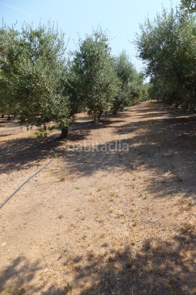 Foto eafdd47a-1898-48e2-a164-9f86dc995866. Finca rústica a Riudoms