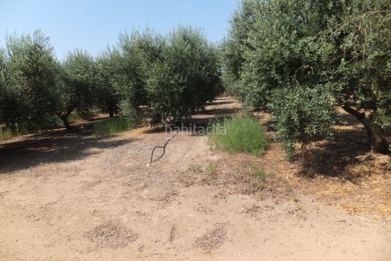 Foto fe1f0003-bcc5-452f-87d9-2e8ebc201676. Finca rústica a Riudoms