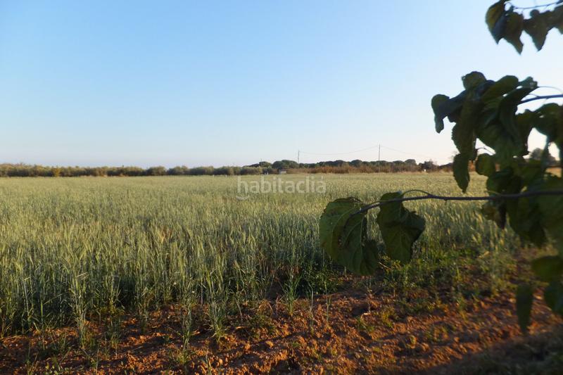 Foto 0b5381be-ee5c-4a2f-8161-8be6b0073055. Finca rústica a partida el roquis 34 a Ponent Reus