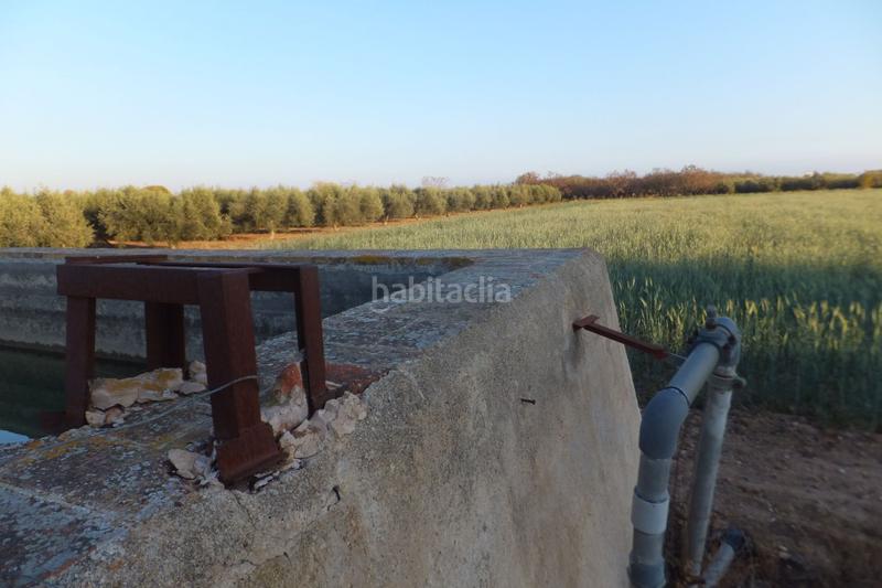 Foto 0da54145-02f7-445d-ae02-a3c136ba1cc6. Finca rústica a partida el roquis 34 a Ponent Reus