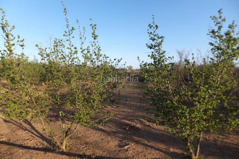 Foto d1248c4d-617a-48d3-8cf4-f754ef812bbe. Finca rústica a Riudoms