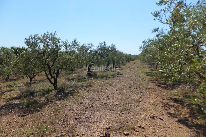 Foto 89db9e1c-d5f1-4990-aa4e-c99eff5725c9. Finca rústica a Botarell