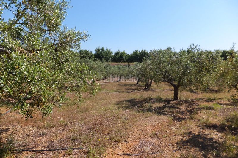 Foto a079b6ed-3b8c-44d9-b4a9-d74f1ecf4c17. Finca rústica a Botarell