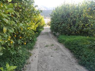Finca rústica  Travesía mayor 2. Parcela tres taullas  uso agricola