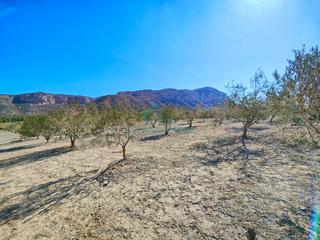 Residential Plot in Jesús Pobre. Terreno agrícola en producción de olivos en jesús pobre. el terr