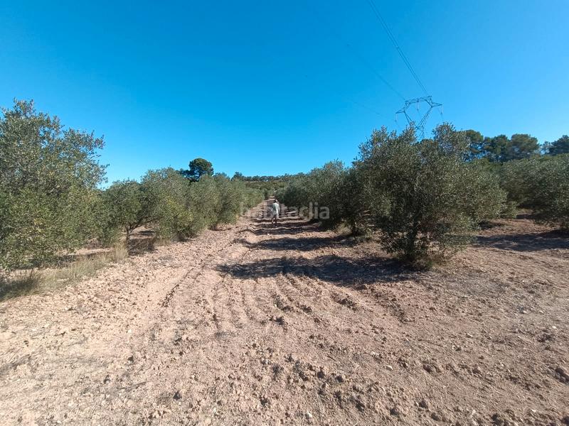 Foto 13c18c9a-7e4c-44c9-a229-ac698b4eedbc. Finca rústica a Secuita (La)