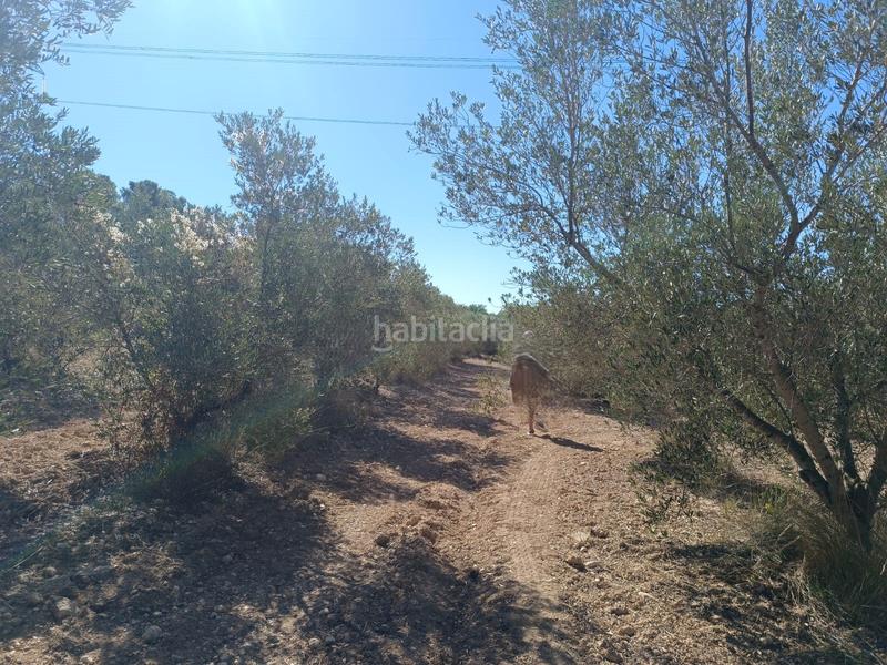 Foto 1f8c4522-50c3-4522-a711-7d3887543bfe. Finca rústica a Secuita (La)