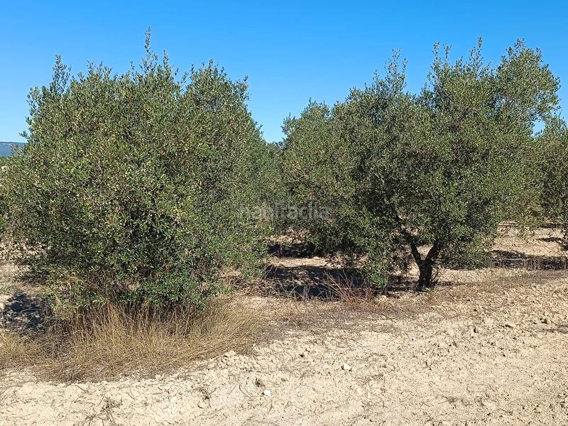 Foto 3769dfb0-df8e-4628-87b8-5bb68d7c5dcc. Finca rústica a Secuita (La)