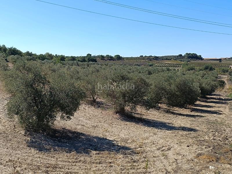 Foto 3b203d70-2acc-4c23-98d5-6697e90a80e4. Finca rústica a Secuita (La)