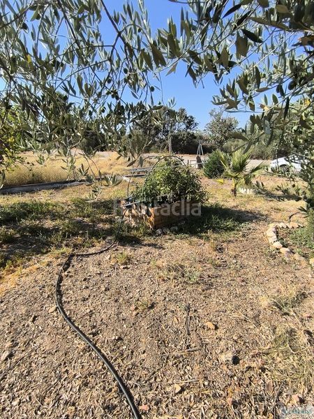 Foto d0e94180-554e-460a-8ef9-54c3557b6aba. Chalet dans jon del palmar 5 dans Sanlúcar la Mayor