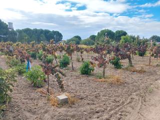 Finca rstica en Santa Cruz del Retamar