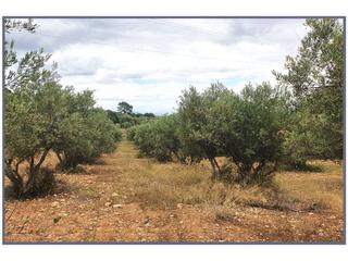 Finca rústica a 10 s/n. Terreno en venta en selva