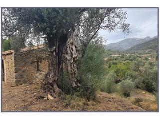 Mas à 18 s/n. Casa rustica en venta en selva