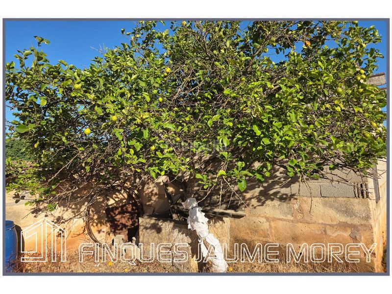 Foto 1e97e476-cfda-40fc-a143-1aebe6592a22. Masia amb calefacció a Búger