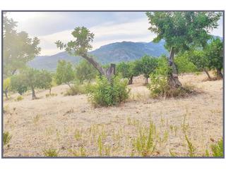 Finca rústica a 16 sn. Terreno en venta en selva