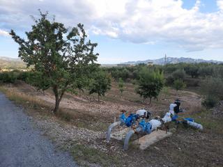 Finca rústica a Benissanet. Bonita finca rústica situada en valldellins (benissanet)