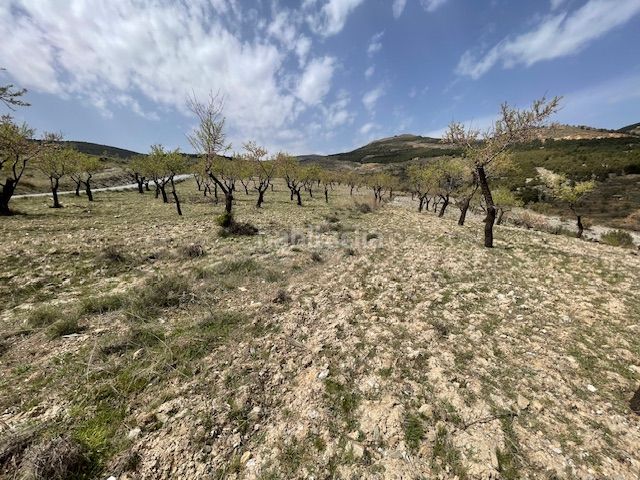 Foto 01b2a136-26e9-4aa0-8d15-6b33bca2bc97. Finca rústica a Alcudia de Monteagud
