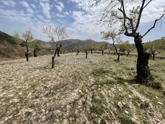 Foto d7120764-1933-4554-9883-6e82918c1ad4. Finca rústica a plaza filabres 8 a Bacares