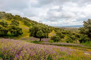 Wohngrundstück in La bizca