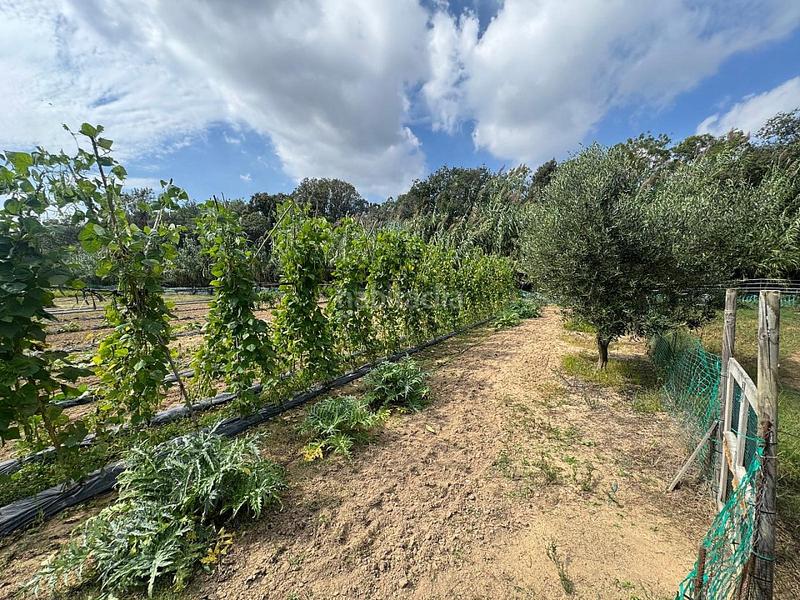 Foto 831a2afe-aee4-420f-b20b-d87b1157f217. Mas dans avinguda sant daniel 43 dans Mas Mora-Sant Daniel Tordera