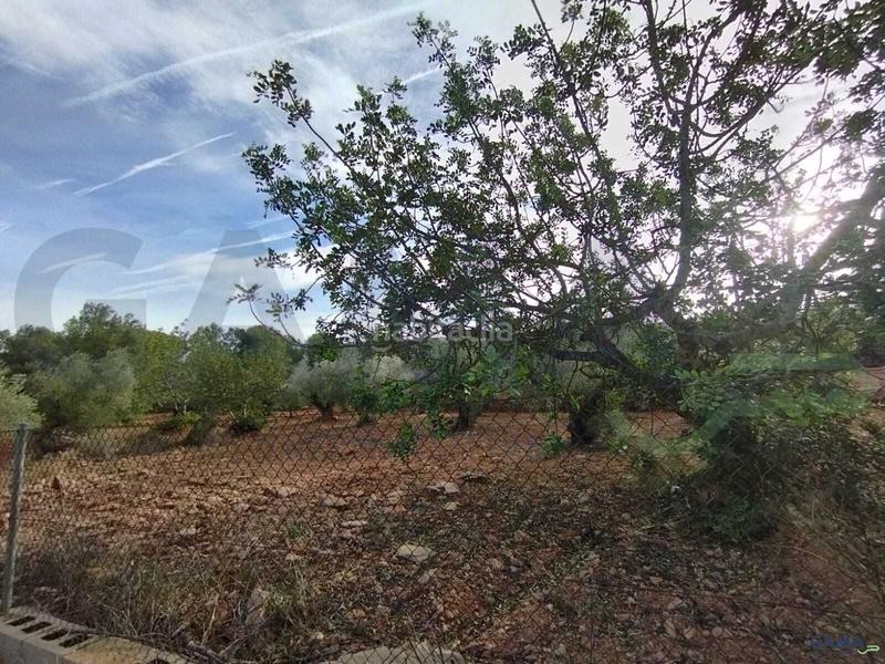 Foto 7d528e25-80e8-4bb5-ba3a-2457767801b5. Fondo rustico in Algímia de Alfara