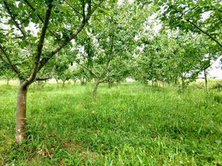 Finca rústica a Astola auzoa 13. Terreno en venta en etxebarria 12, abadiño