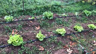 Maison  Del guindo. Casa  chalet en camino del guindo, villar de cañas