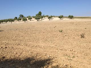 Terreno residenziale  Paraje yesares viejos