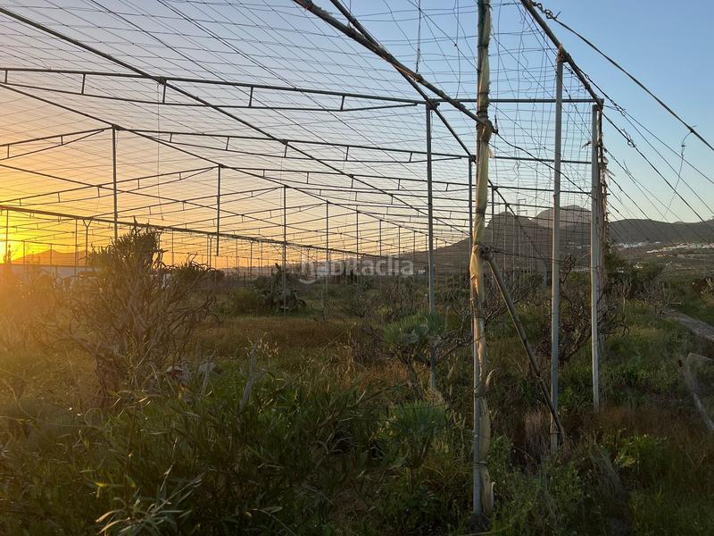 Foto a88d0213-17a3-4c26-bb2a-d4939e9fc85e. Finca rústica a camino cardon alto 6 a Buzanada Arona