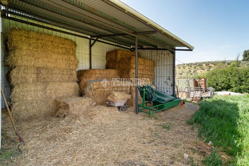 Foto feeaa5c1-8149-4283-84f8-d2e60774eed0. Masia a Iznalloz