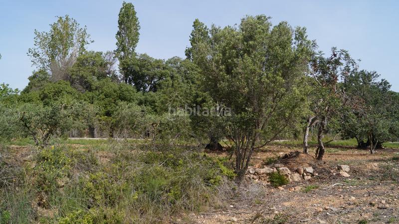 Foto 1e62422c-c709-4cae-9076-c296febb971a. Finca rústica a autopista del mediterráneo 232 a Torredembarra
