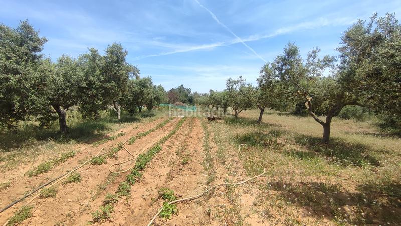 Foto 2c95e880-dba0-4529-8fda-81aba28232b9. Finca rústica a autopista del mediterráneo 232 a Torredembarra