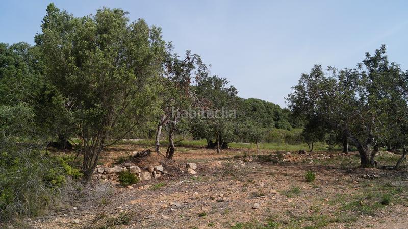 Foto 49d63fcc-26cc-40b7-89f7-5fdf5739abaa. Finca rústica a autopista del mediterráneo 232 a Torredembarra