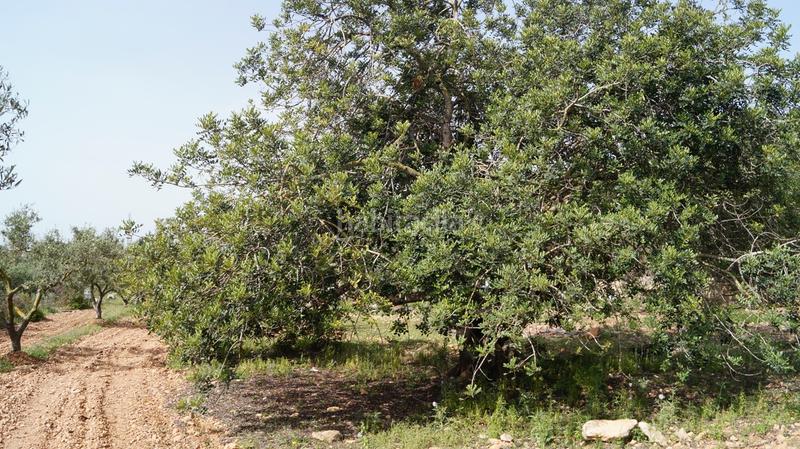 Foto 893054af-086b-40c9-a0ef-7d56ad77732b. Finca rústica a autopista del mediterráneo 232 a Torredembarra