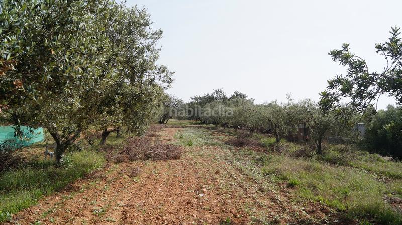 Foto da6e7f13-d575-4680-bf17-574d86aa9672. Finca rústica a autopista del mediterráneo 232 a Torredembarra