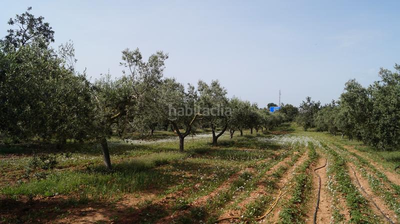 Foto f41b0f7a-de5e-423b-98b1-7e377eb8ba07. Finca rústica a autopista del mediterráneo 232 a Torredembarra