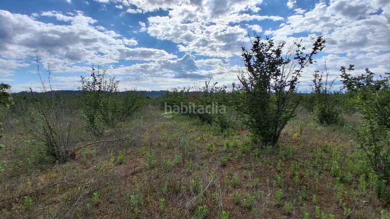 Foto 296be648-f09c-4193-ba3d-c2a099c43ece. Finca rústica a diseminado rural 18 a Milà (El)